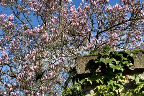 Der Frühling kommt...